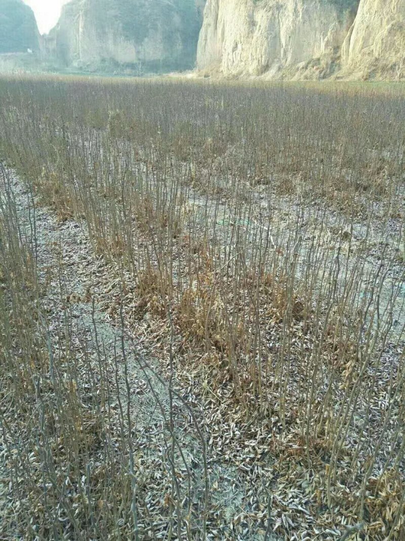 大红袍花椒苗，，，，，，，，