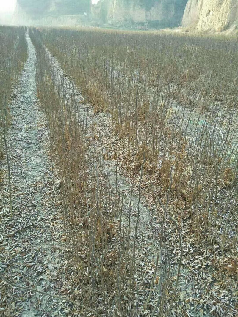 大红袍花椒苗，，，，，，，，