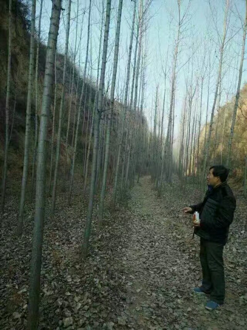 107/108速生杨