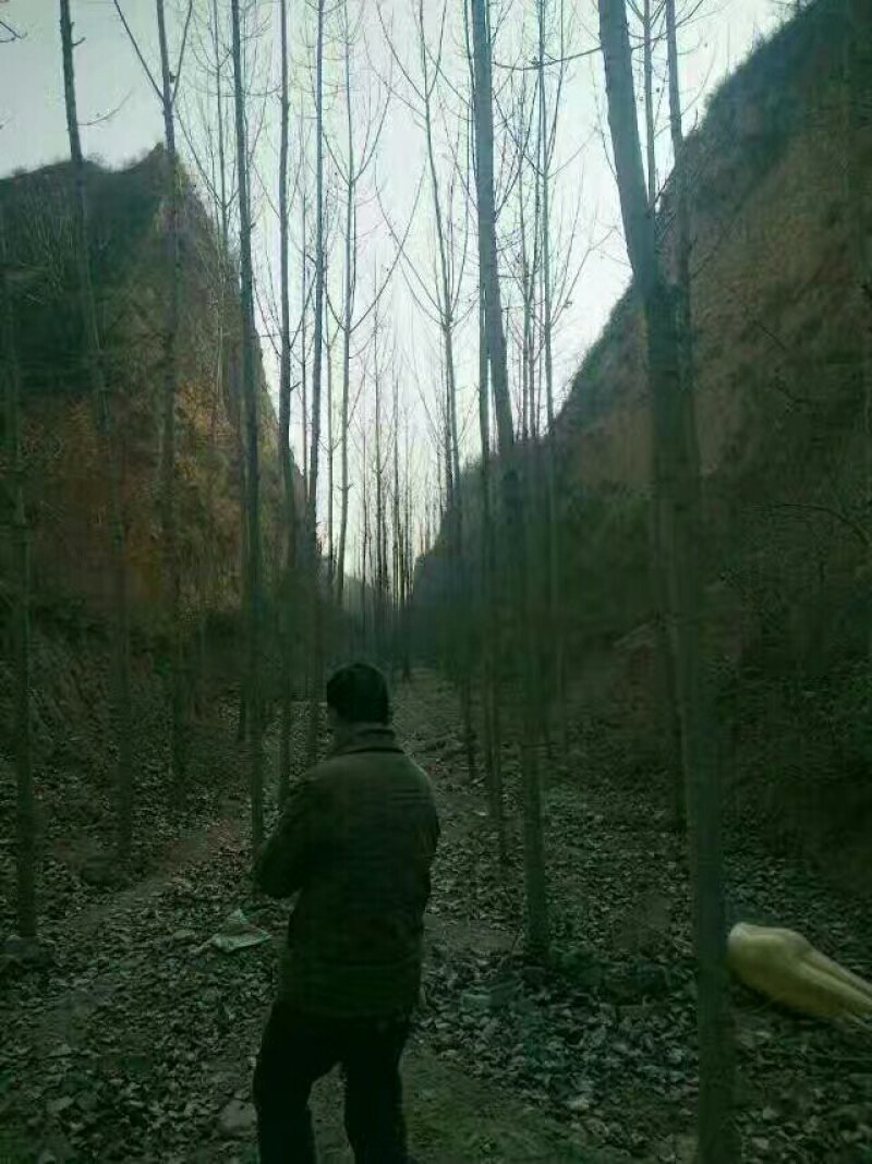 107/108速生杨