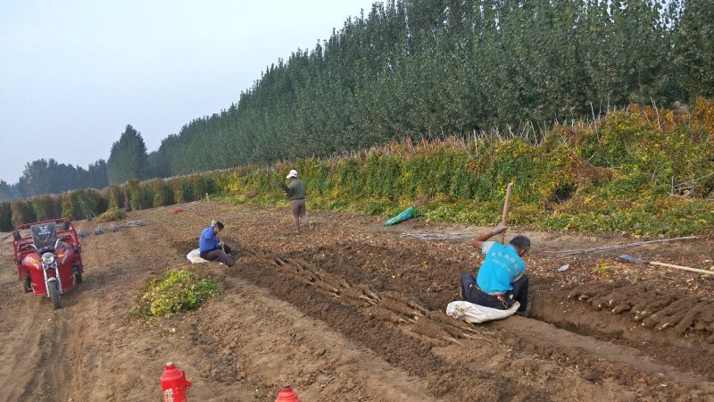 2023年新山药长山山药