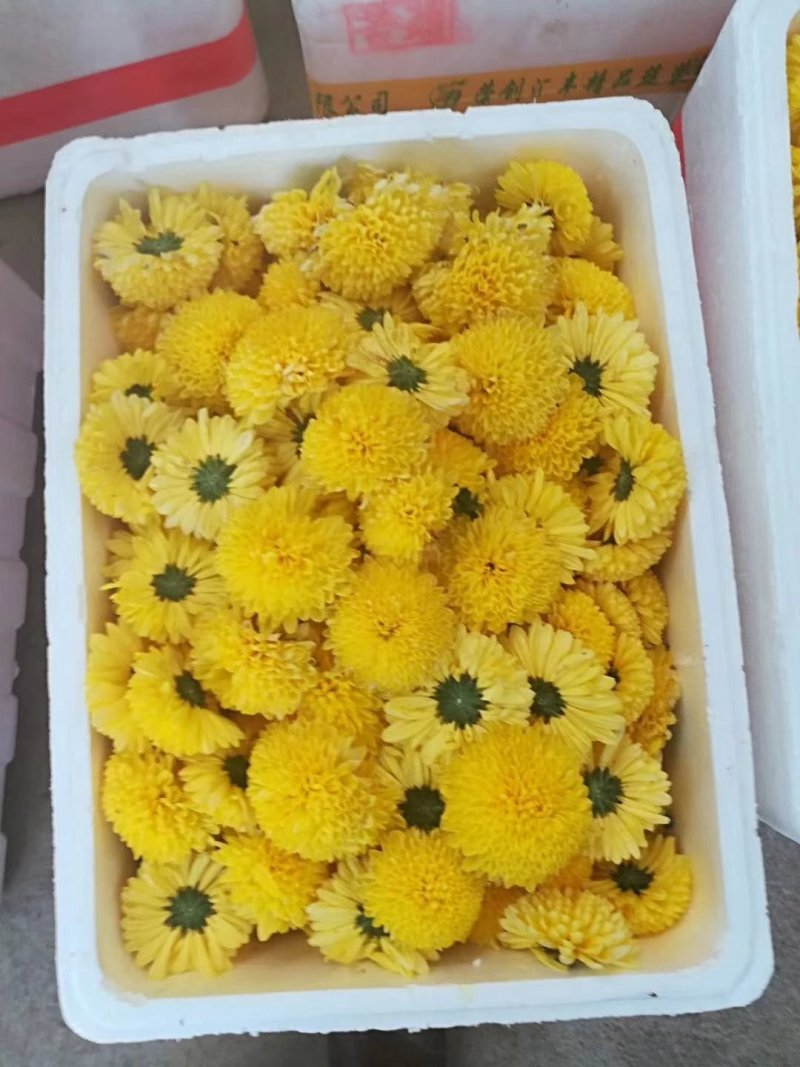 金丝皇菊茶