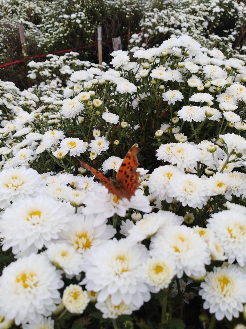 金丝皇菊茶