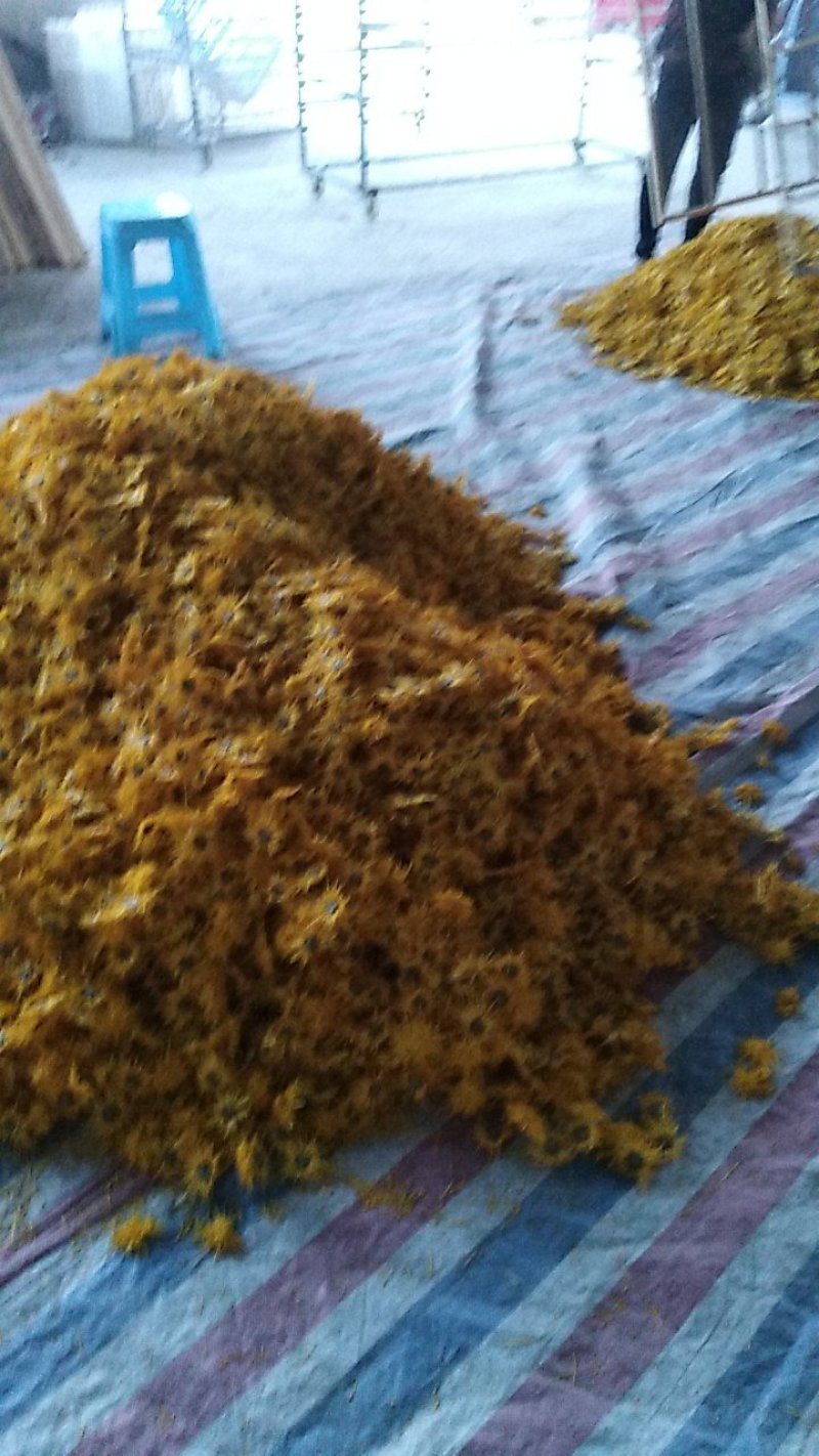 金丝皇菊茶