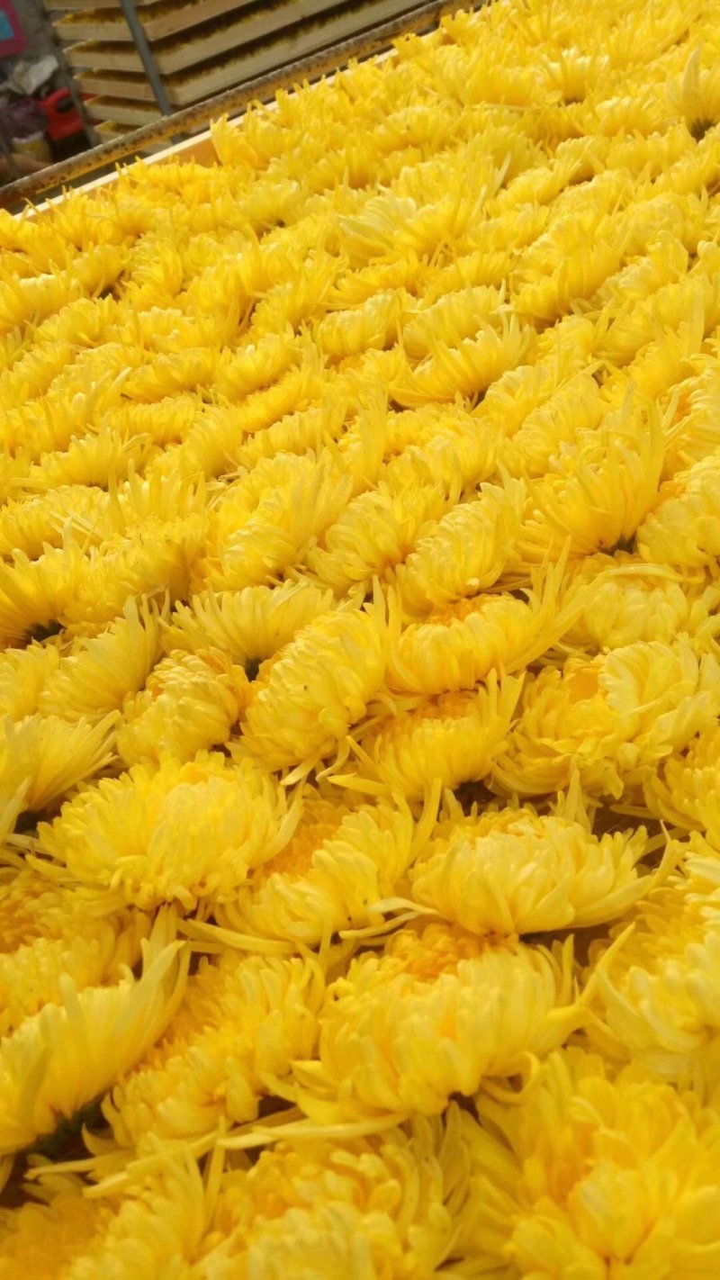金丝皇菊茶