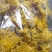 金丝皇菊茶