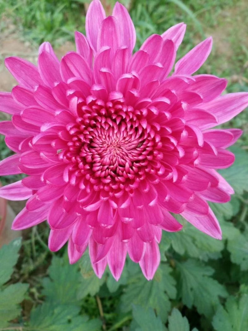 金丝皇菊茶