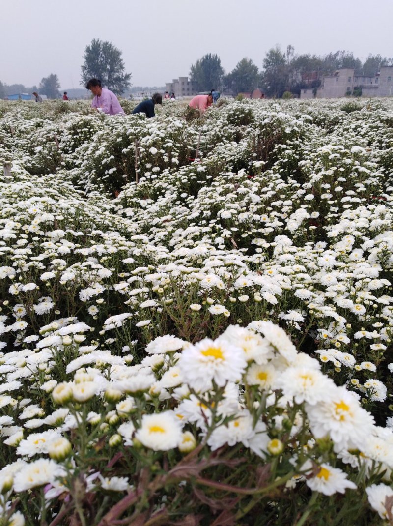 金丝皇菊茶