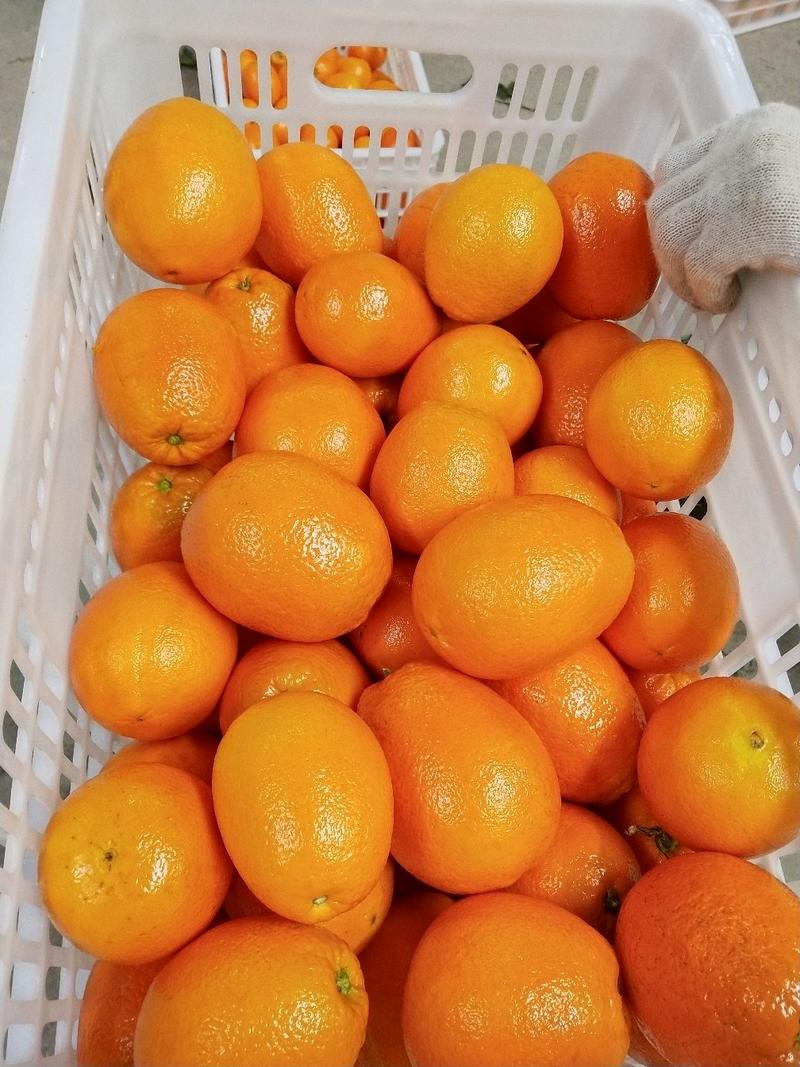 长虹脐橙个大皮薄口感甜大量供应果园看货现场采摘