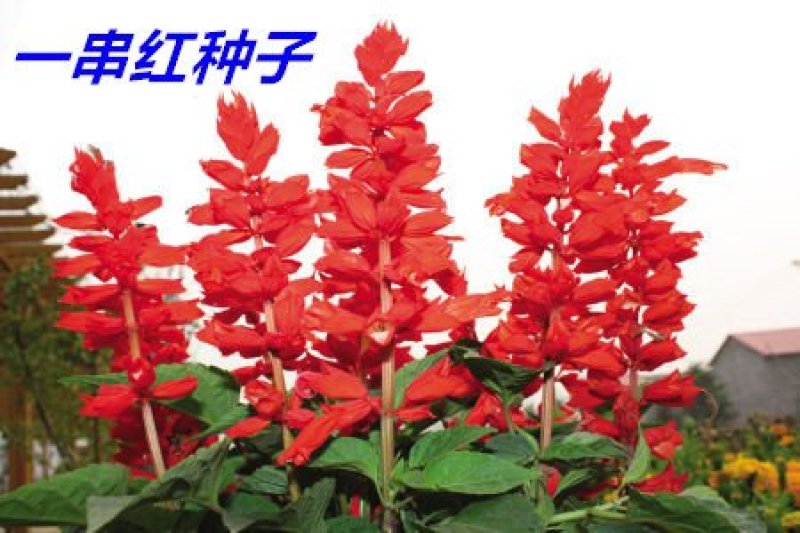 一串红种子多年生花期长新籽发芽率高