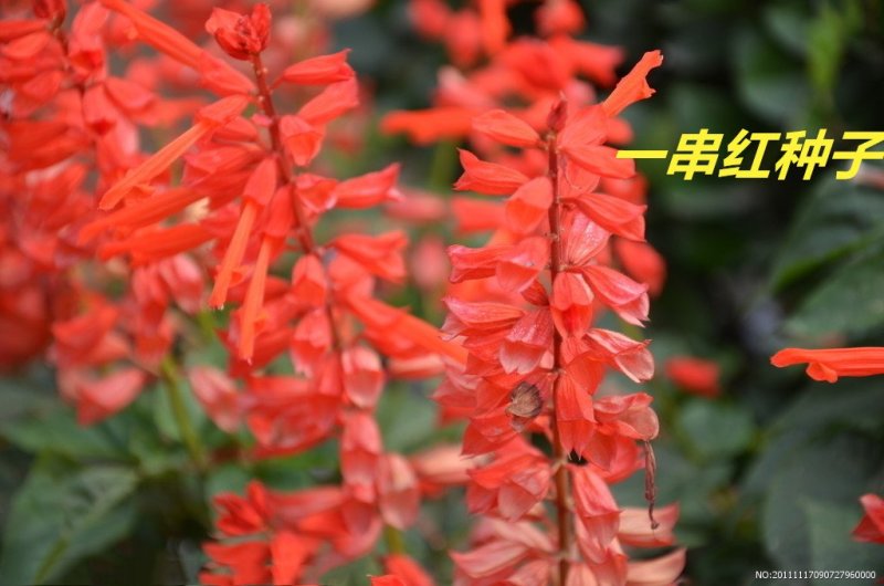 一串红种子多年生花期长新籽发芽率高