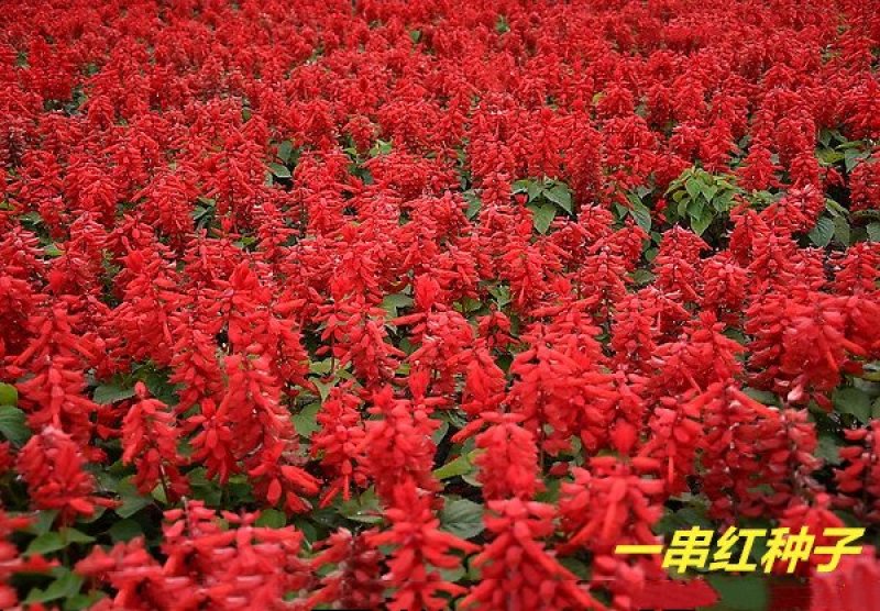 一串红种子多年生花期长新籽发芽率高