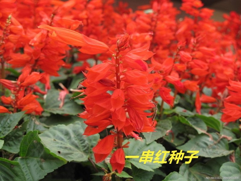 一串红种子多年生花期长新籽发芽率高