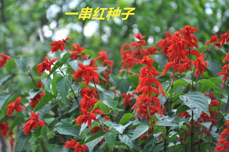 一串红种子多年生花期长新籽发芽率高