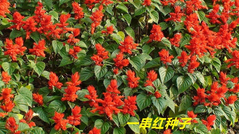 一串红种子多年生花期长新籽发芽率高