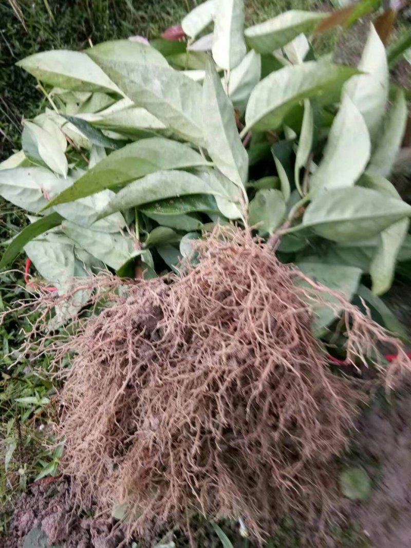 黑老虎苗