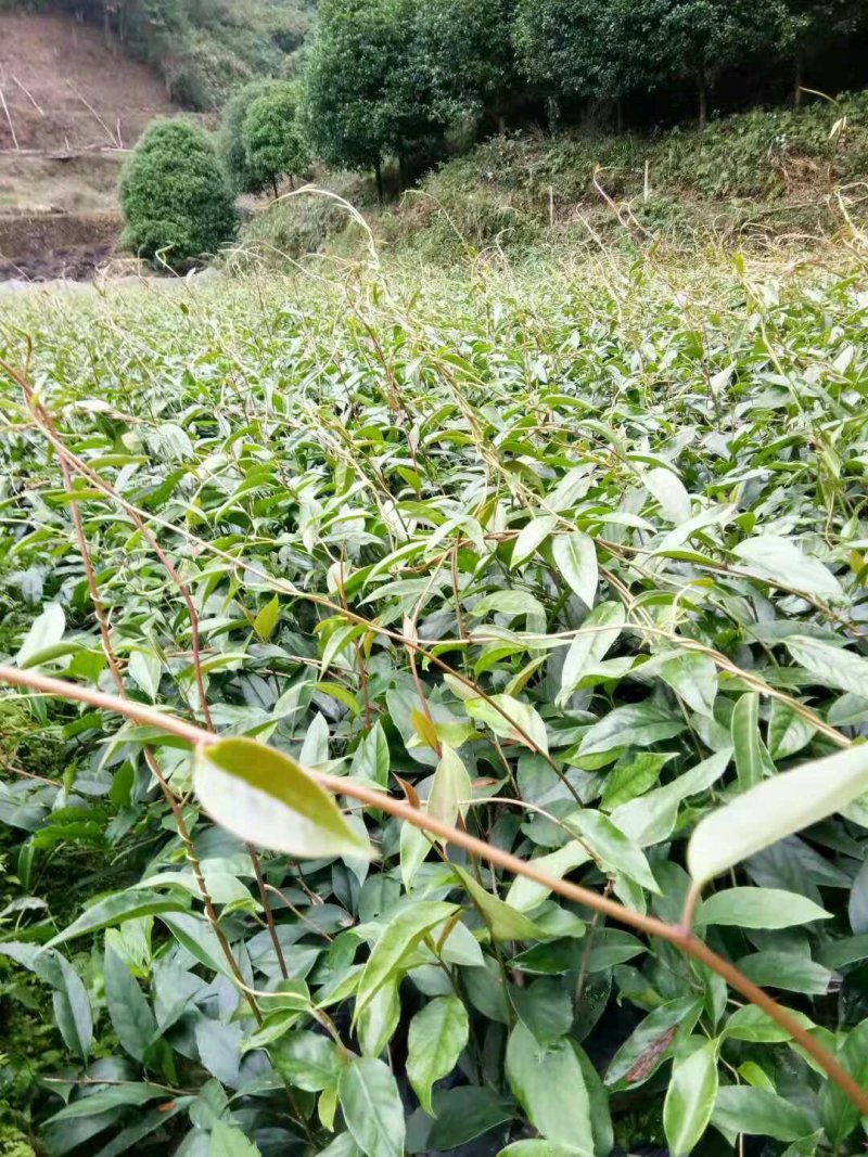 黑老虎苗