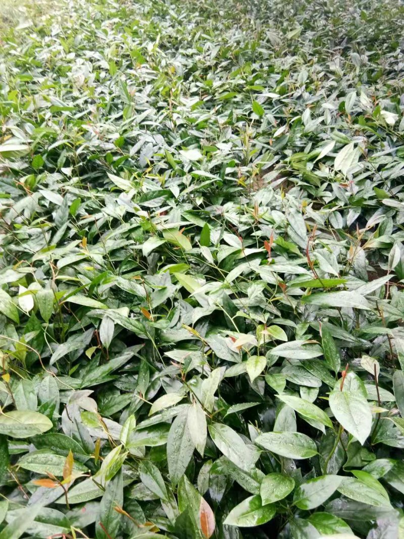 黑老虎苗