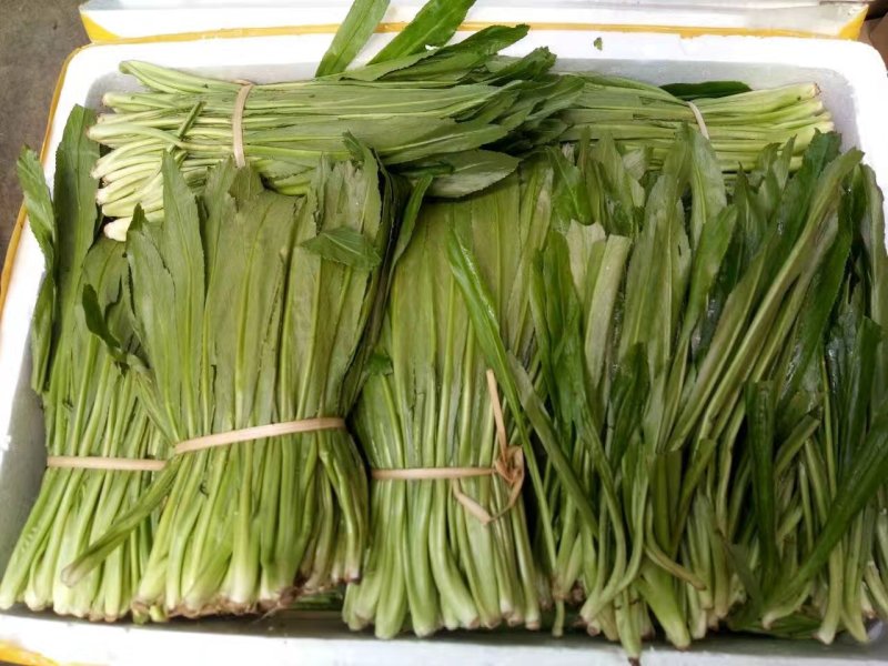 大香菜