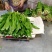 大香菜