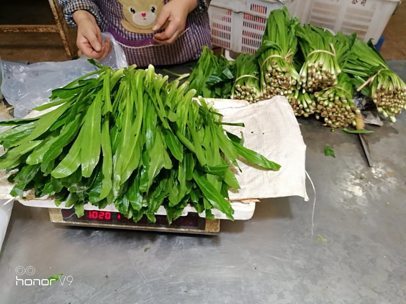 大香菜