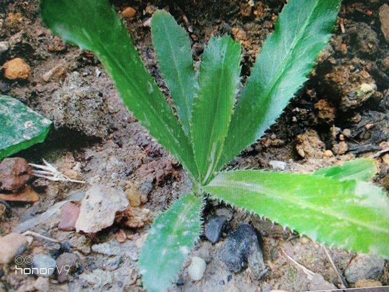 大香菜