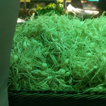 小跟蒜现货供应有需要的朋友随时联系我