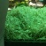 小跟蒜现货供应有需要的朋友随时联系我