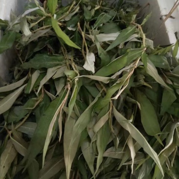 香柳