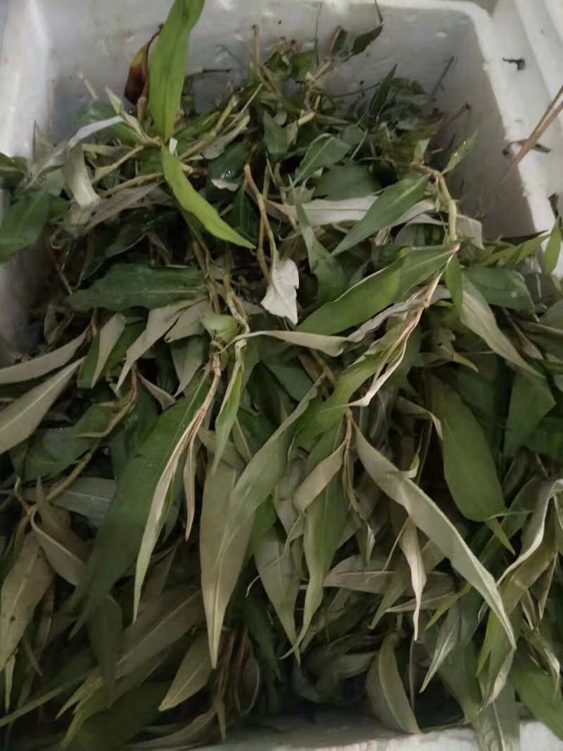 香柳