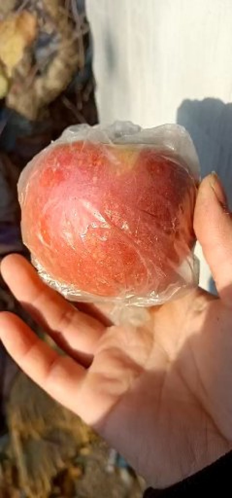 山东潍坊红富士苹果，80起步。一手货源。欢迎采购！
