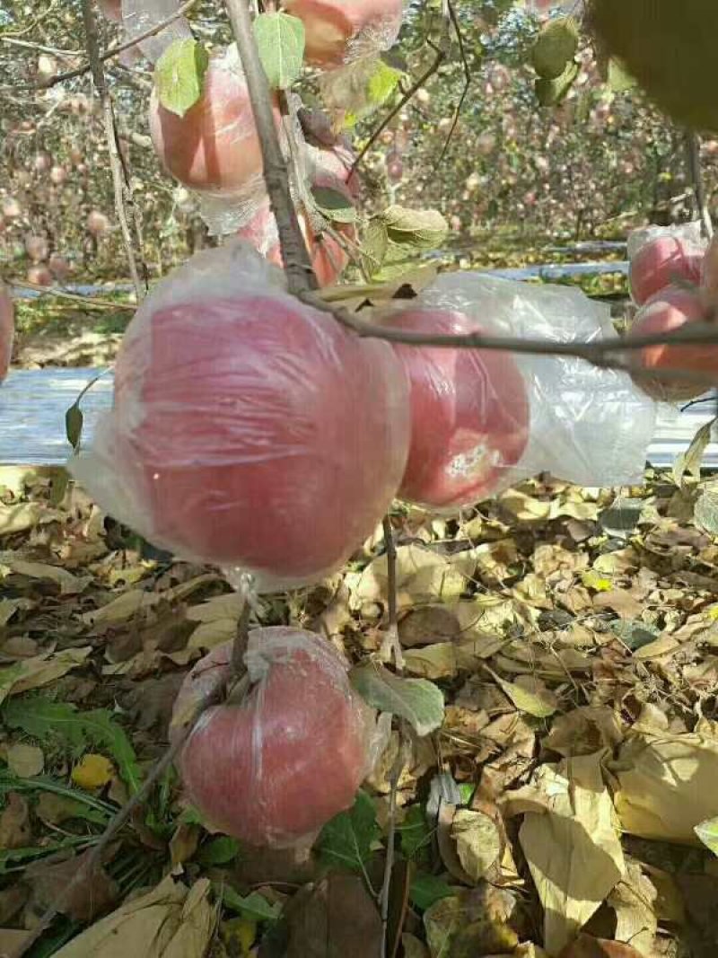 山东潍坊红富士苹果，80起步。一手货源。欢迎采购！