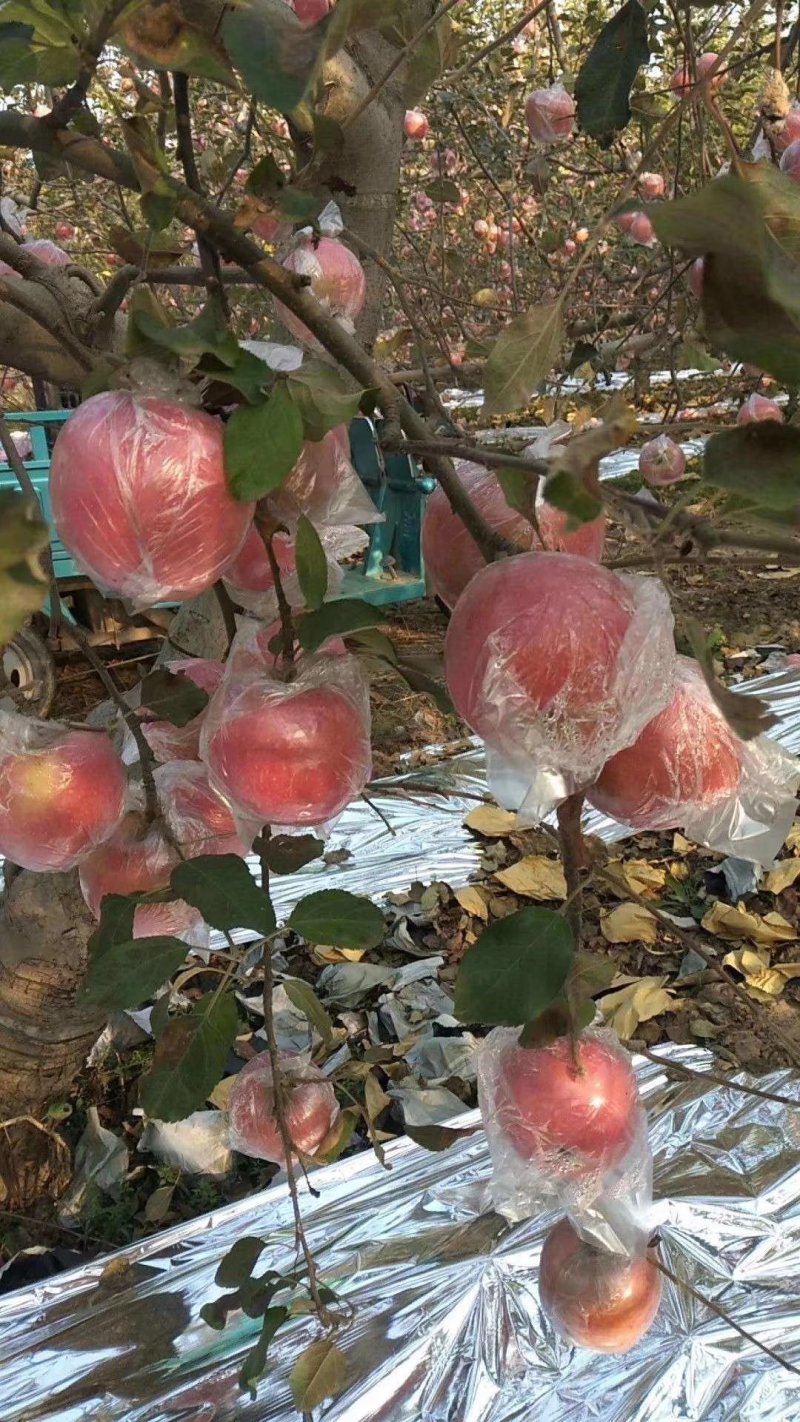 山东潍坊红富士苹果，80起步。一手货源。欢迎采购！