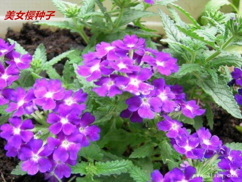 美女樱种子净籽春夏秋播