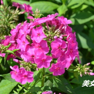 美女樱种子净籽春夏秋播