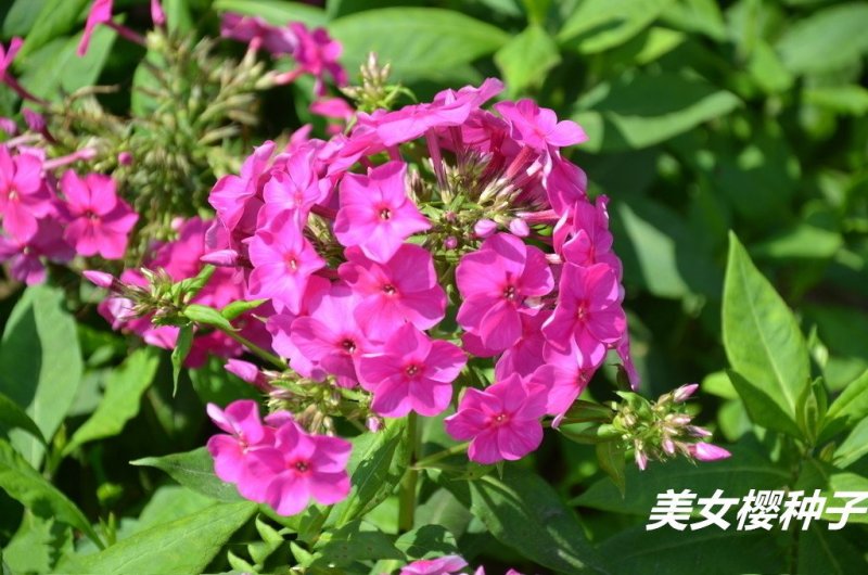美女樱种子净籽春夏秋播