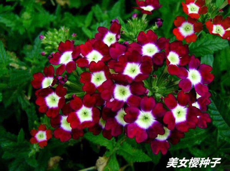 美女樱种子净籽春夏秋播