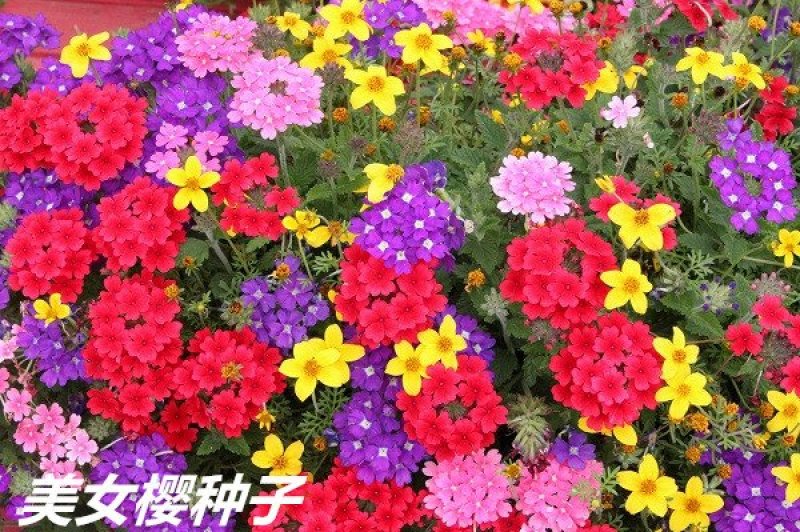 美女樱种子净籽春夏秋播