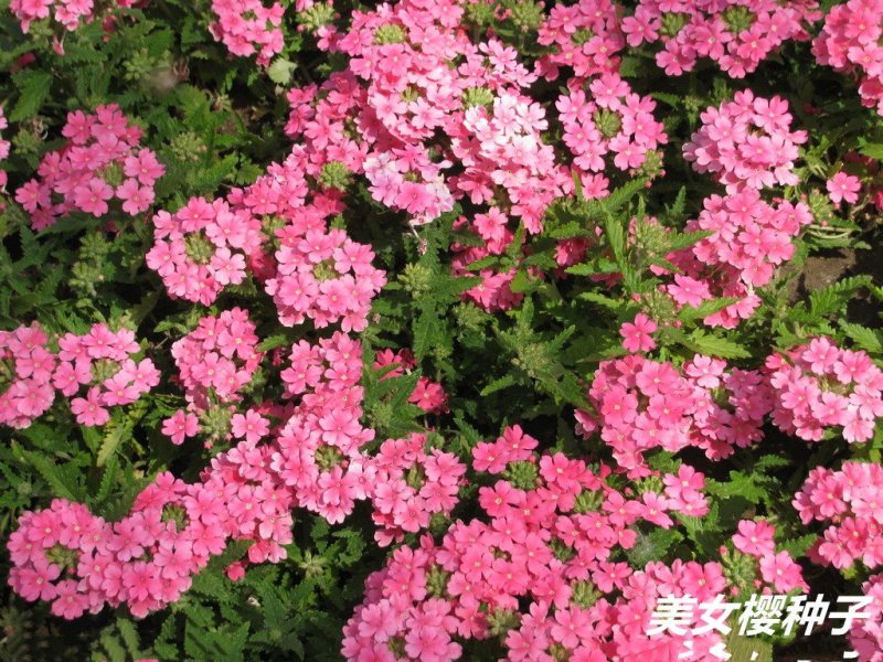 美女樱种子净籽春夏秋播