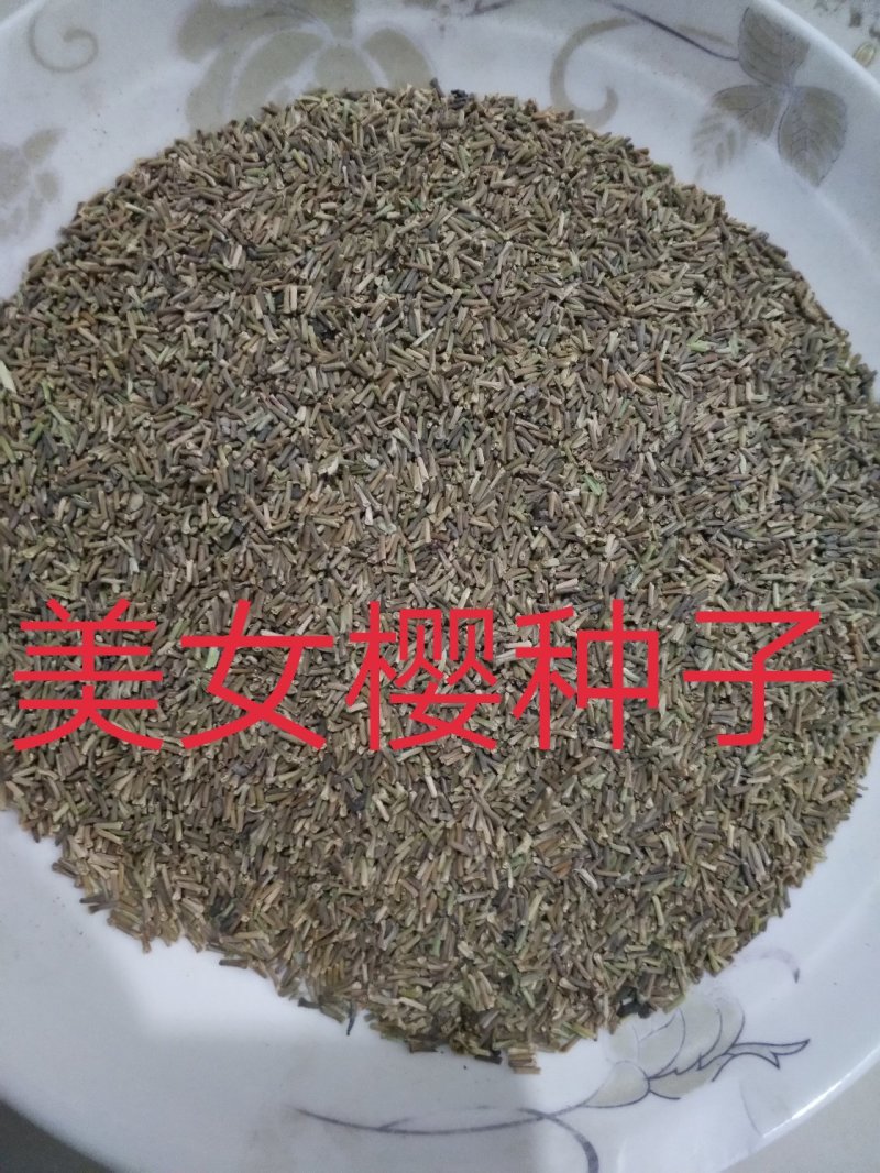 美女樱种子净籽春夏秋播