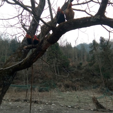原生态跑山鸡，在树上，在树林草