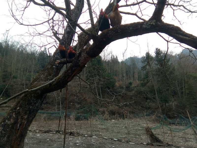 原生态跑山鸡，在树上，在树林草