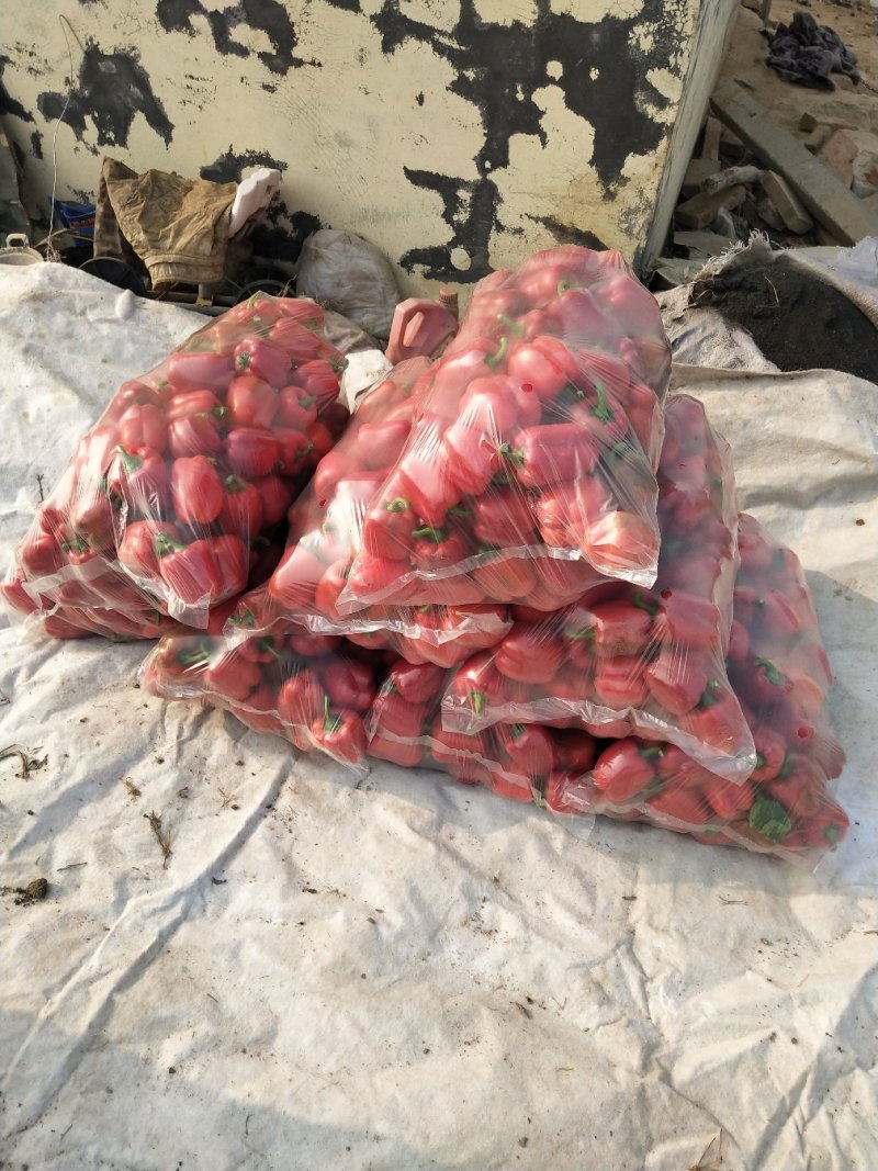 红彩椒大量上市，品质好，价格合理，欢迎各位老板下单