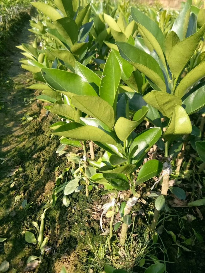 红江橙苗