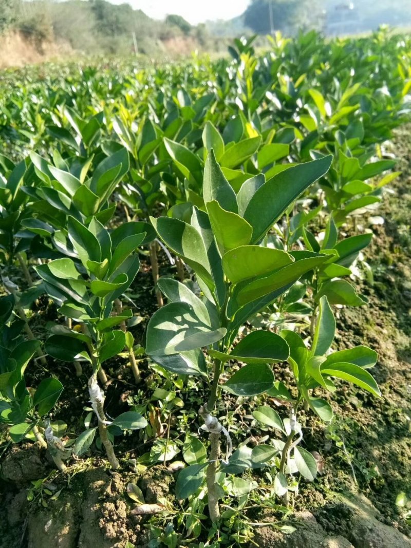 红江橙苗
