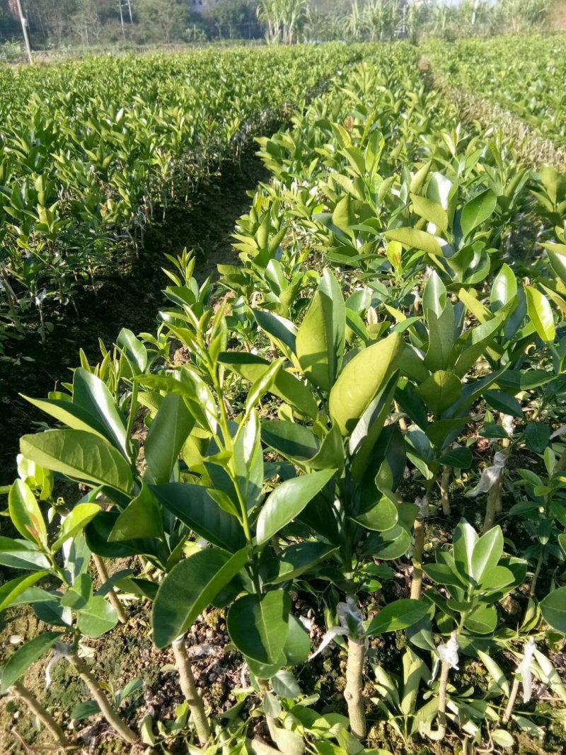 红江橙苗