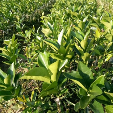 红江橙苗