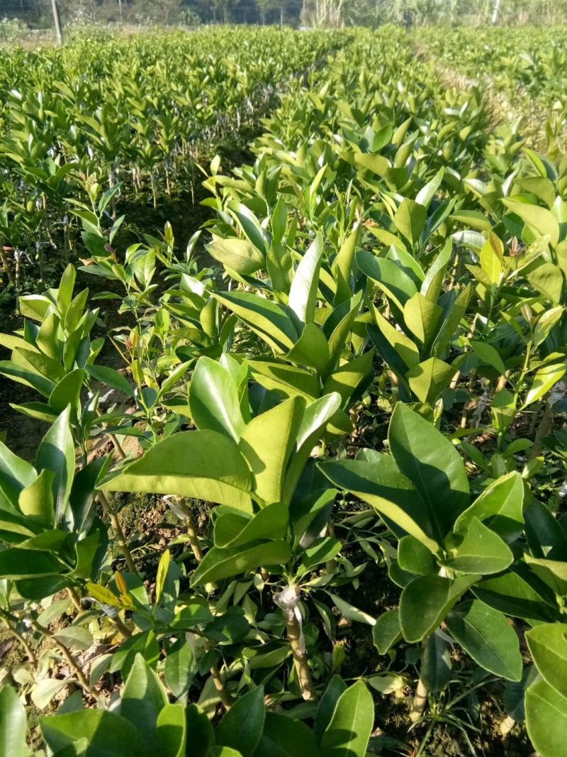 红江橙苗