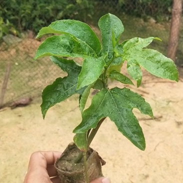 紫香一号百香果苗