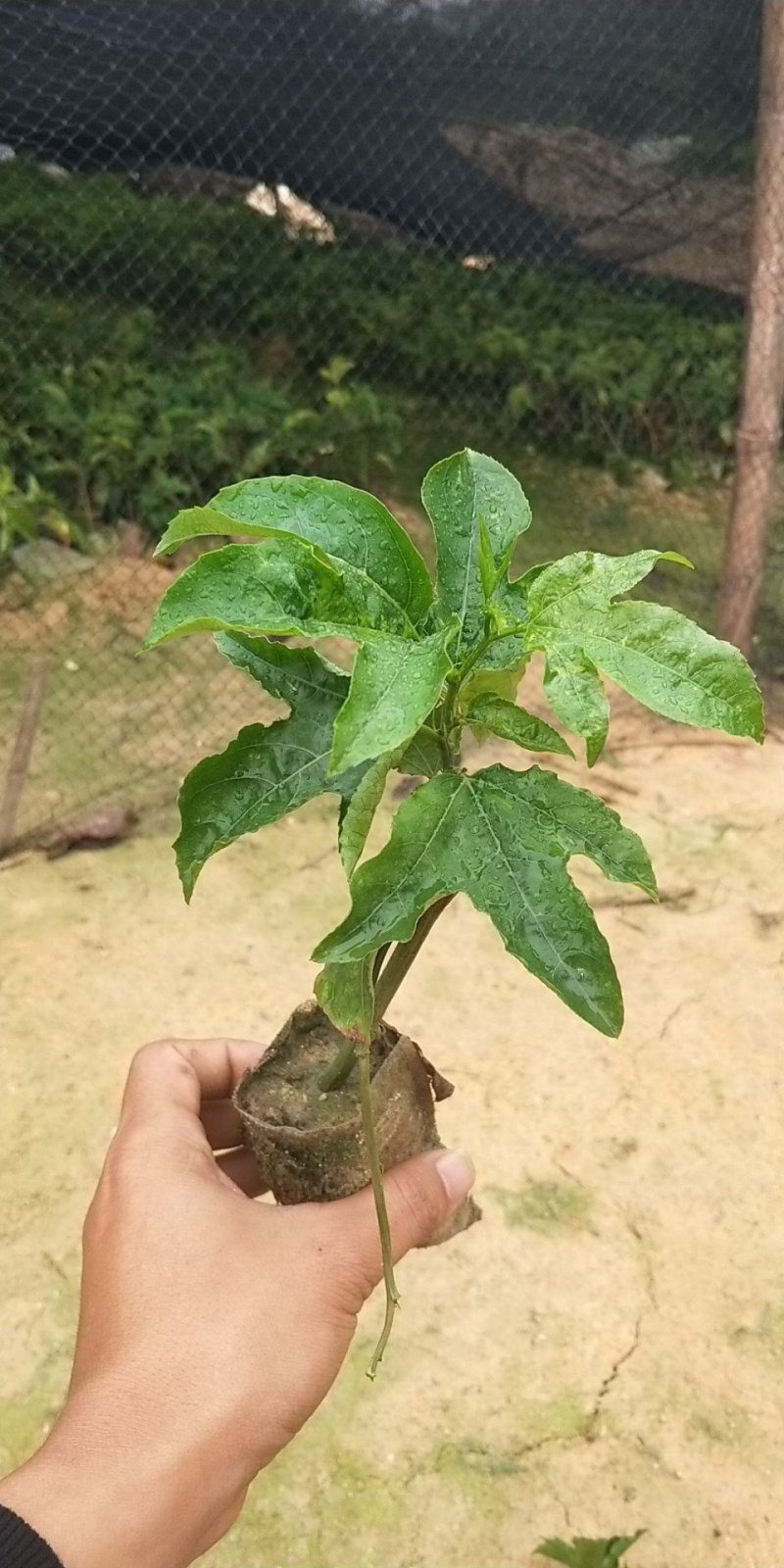 紫香一号百香果苗